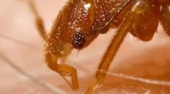 Ce să facă pentru a nu bug-uri de agitație?